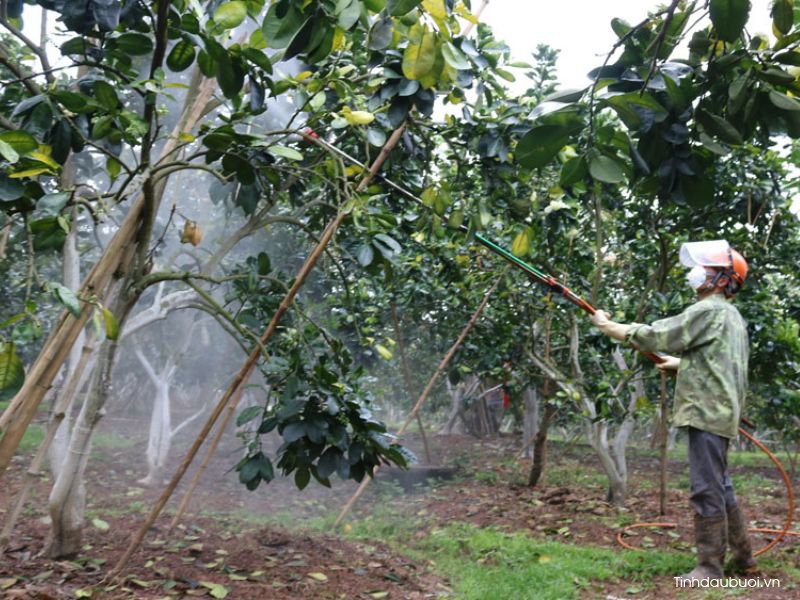 thoi vu trong buoi thich hop