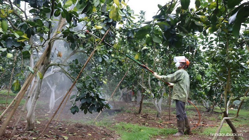 trong buoi bang cay chiet