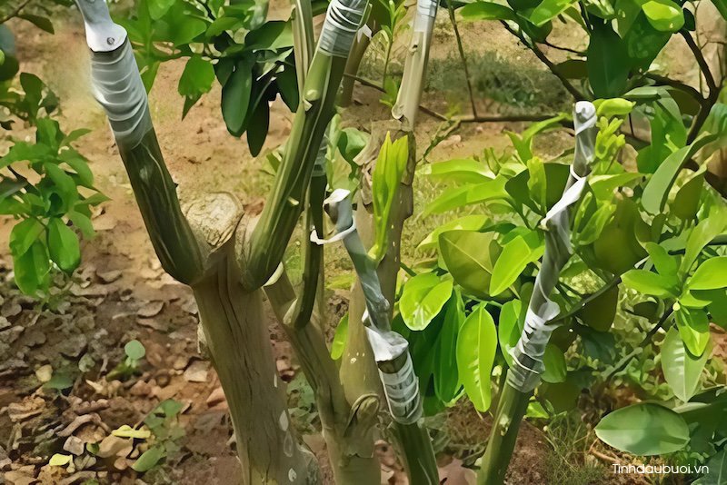 trong buoi bang cay ghep