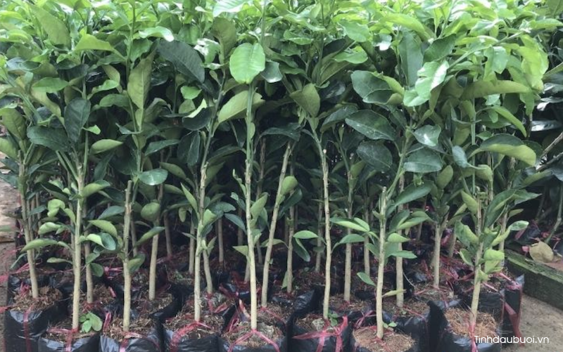 trong buoi bang cay ghep