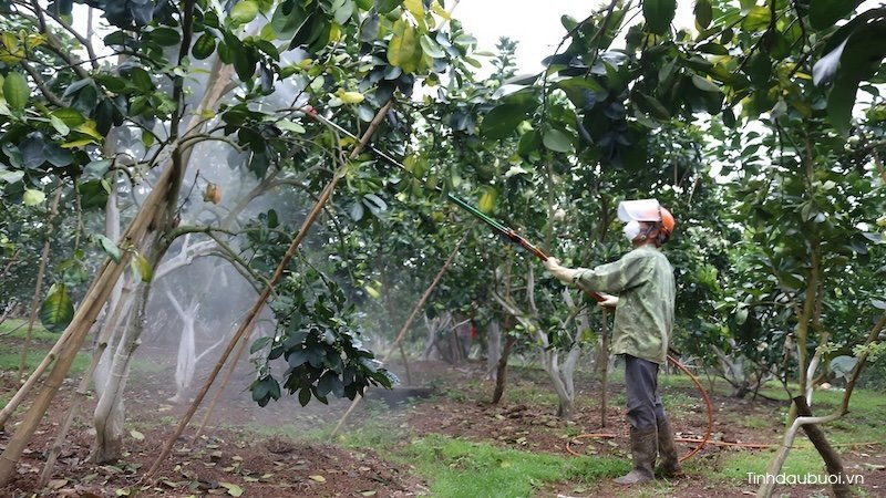 trong buoi bang cay ghep