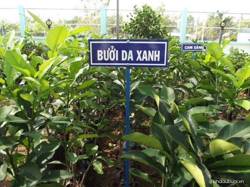 trong buoi da xanh 