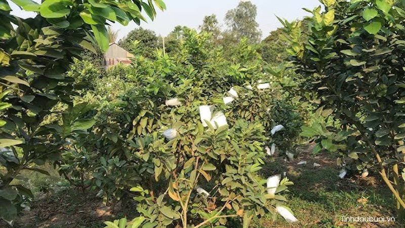 trong buoi xen canh cay gi