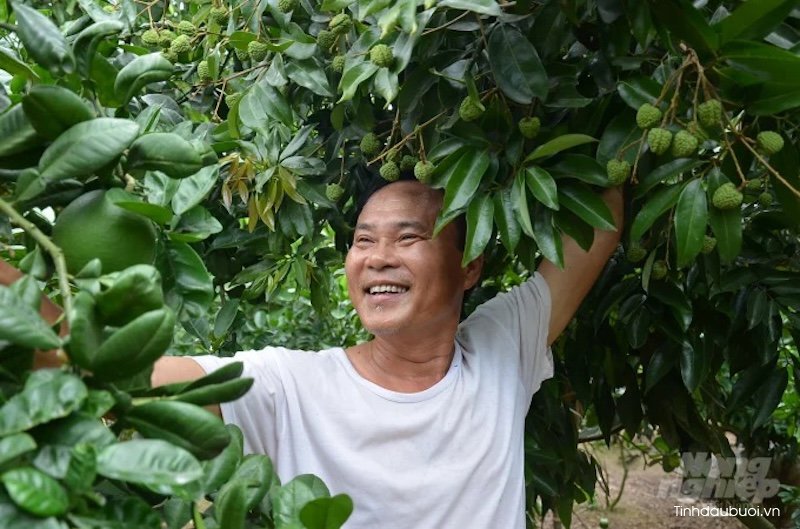 tuoi tho cay buoi trong