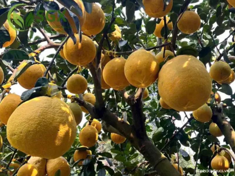 tuoi tho cay buoi trong