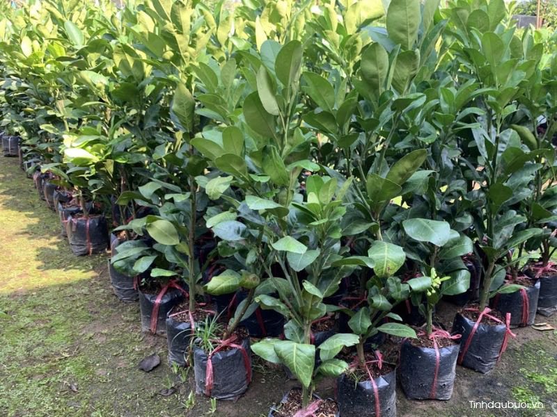 tuoi tho cay buoi trong