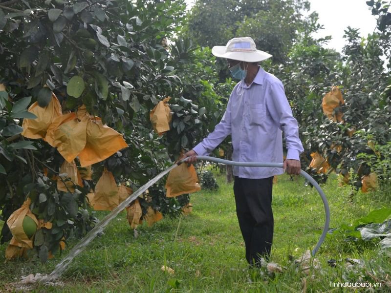 tuoi tho cay buoi trong