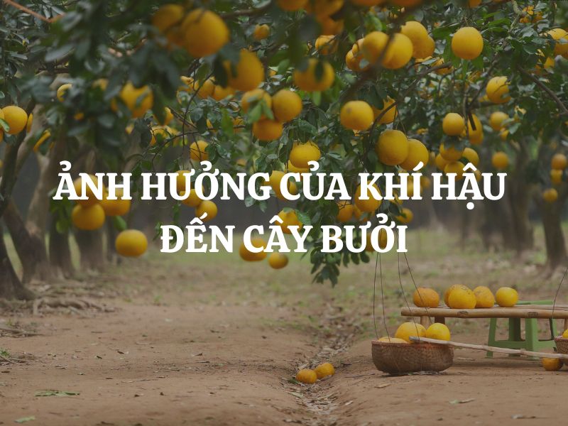 Ảnh hưởng của khí hậu đến cây bưởi và vai trò quyết định đến chất lượng trái Ảnh hưởng của khí hậu đến cây bưởi và vai trò quyết định đến chất lượng trái