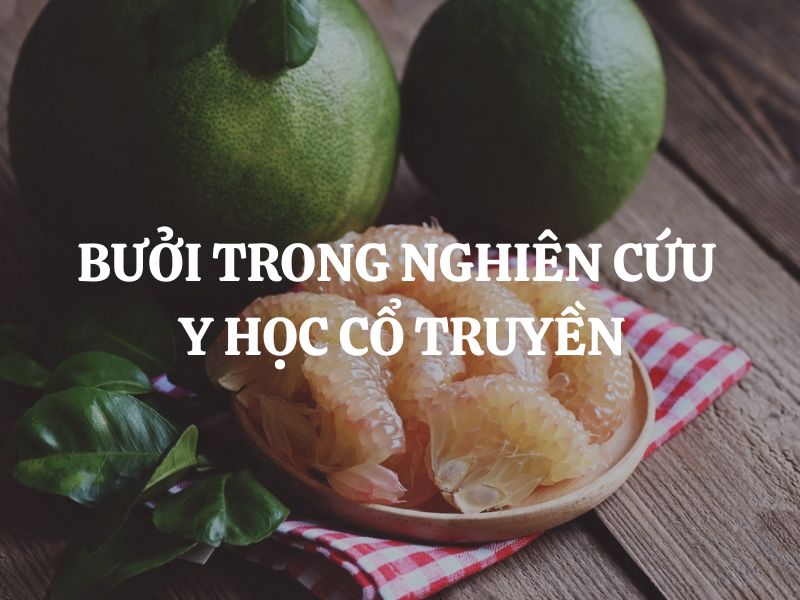 Bưởi trong nghiên cứu y học cổ truyền: Giá trị dược liệu và ứng dụng thực tiễn