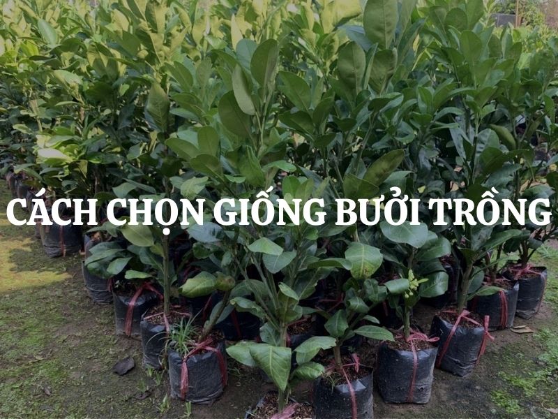 Cách chọn giống bưởi trồng năng suất cao, phù hợp đất và thị trường
