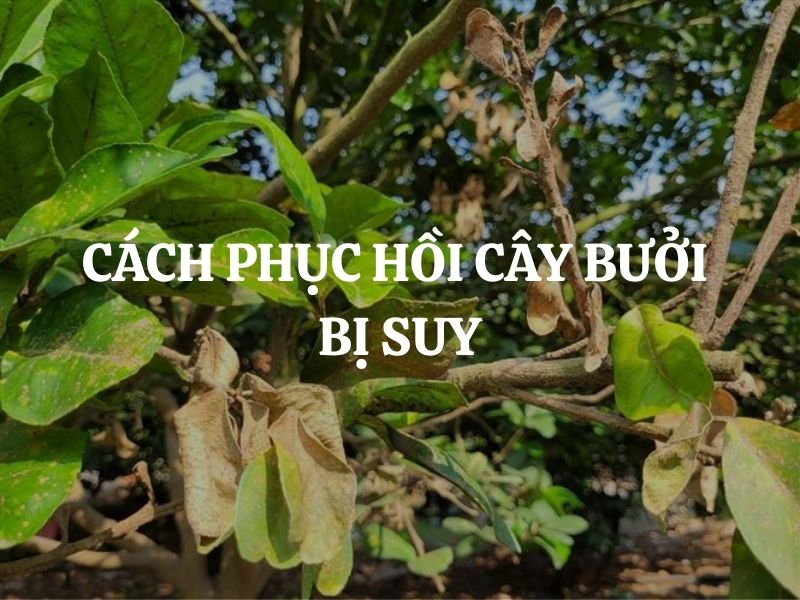 Cách phục hồi cây bưởi bị suy hiệu quả, bền vững và nhanh hồi sức