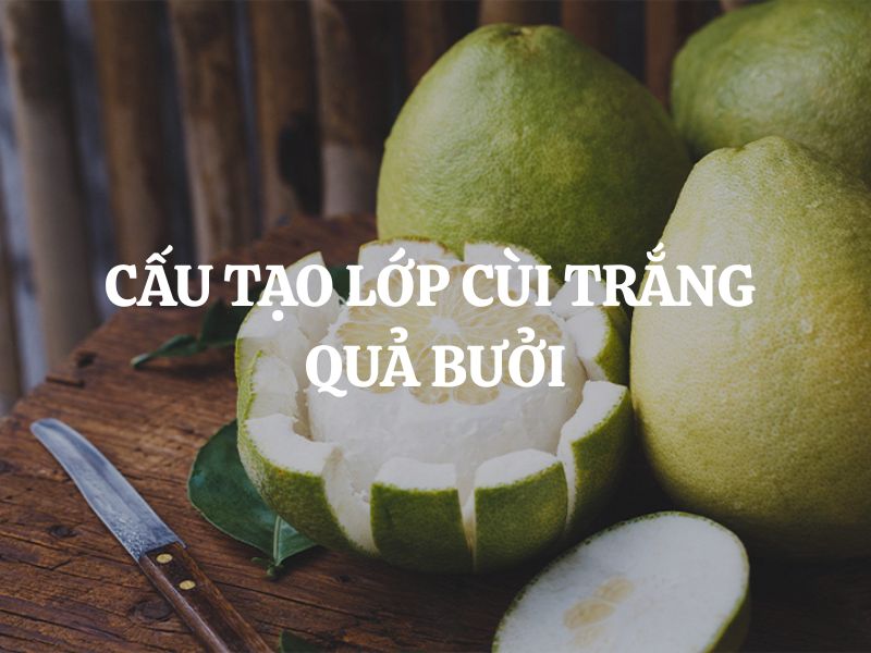 Cấu tạo lớp cùi trắng quả bưởi và giá trị đặc biệt đối với sức khỏe