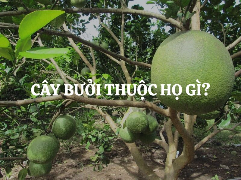 Cây bưởi thuộc họ gì? Đặc điểm, công dụng và giá trị của cây bưởi