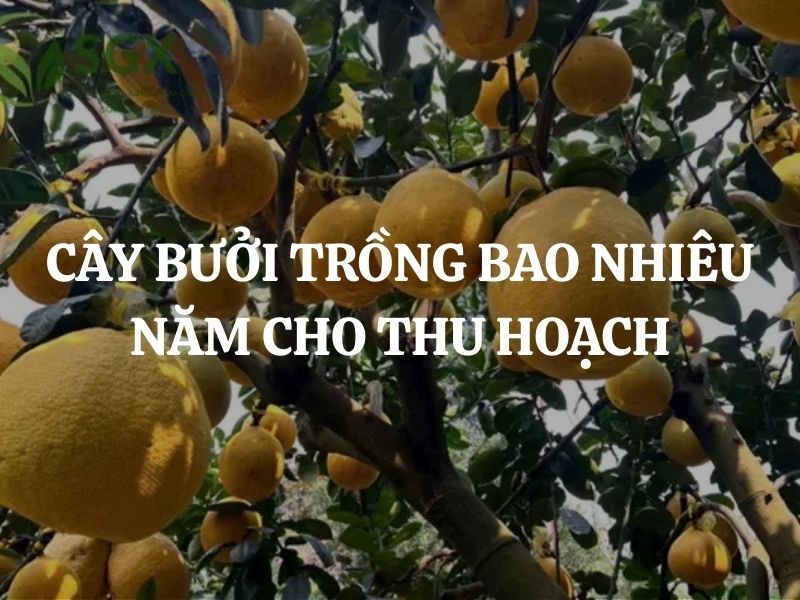Cây bưởi trồng bao nhiêu năm cho thu hoạch đạt năng suất cao