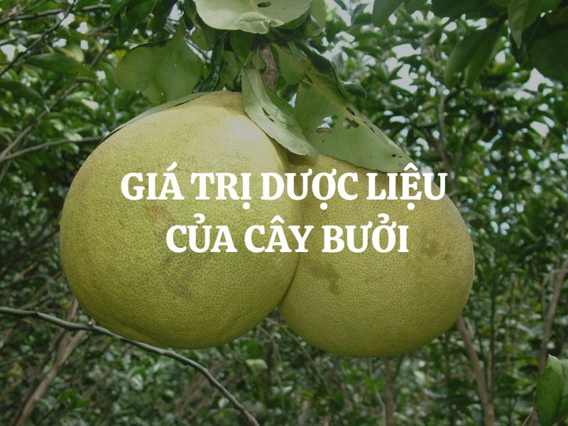 Giá trị dược liệu của cây bưởi: Nguồn thảo dược tự nhiên tốt cho sức khỏe