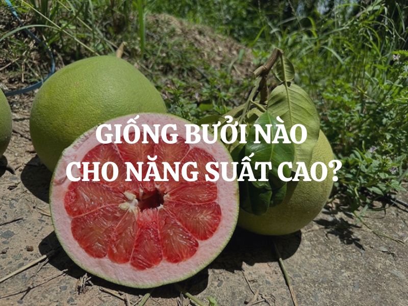 Giống bưởi nào cho năng suất cao? Gợi ý các giống bưởi được ưa chuộng hiện nay