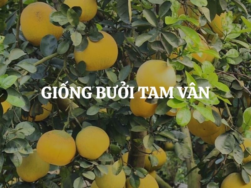 Giống bưởi Tam Vân - Đặc sản trứ danh vùng Phúc Thọ, Hà Nội