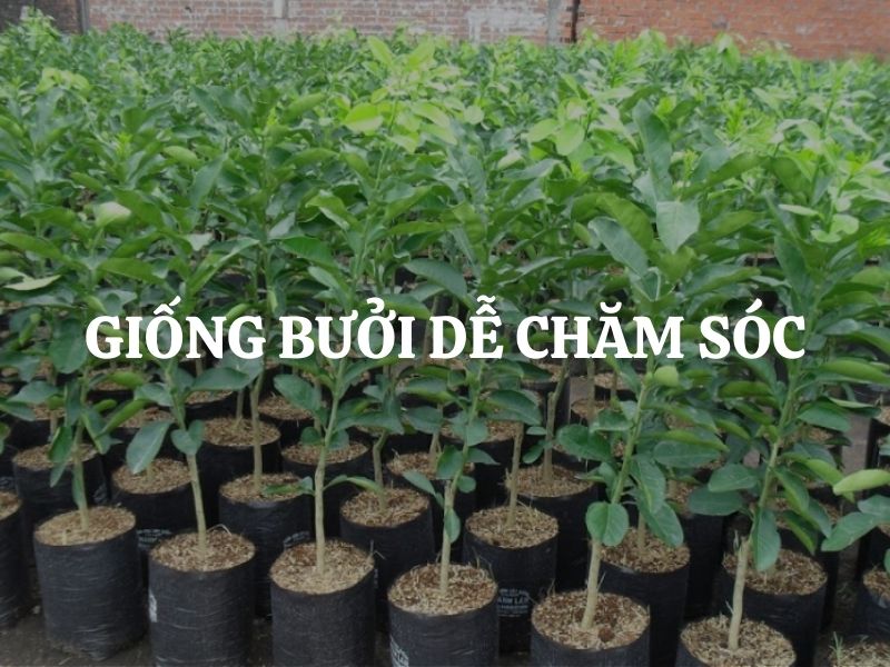 Gợi ý giống bưởi dễ chăm sóc cho nhà vườn đạt năng suất cao