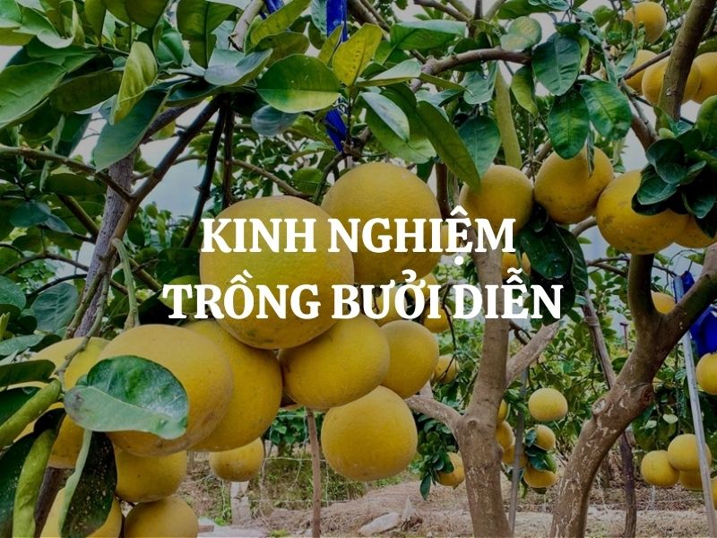 Kinh nghiệm trồng bưởi Diễn cho vườn sai quả, mã đẹp, năng suất cao