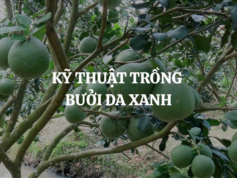 Kỹ thuật trồng bưởi da xanh đạt năng suất cao, trái to, ngọt đậm