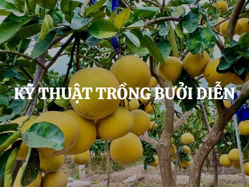 Kỹ thuật trồng bưởi Diễn đúng chuẩn giúp cây khỏe, sai trái bền lâu