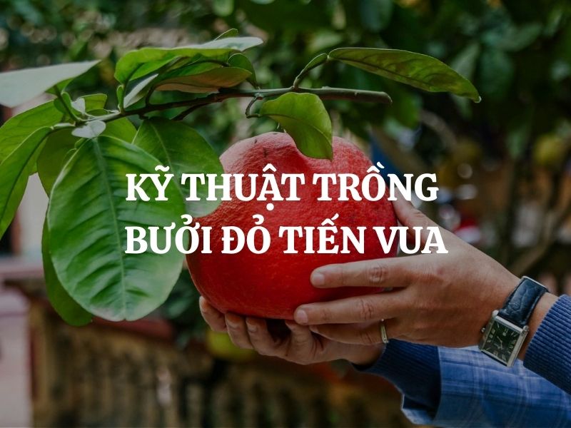 Kỹ thuật trồng bưởi đỏ tiến vua cho năng suất cao, quả đẹp, giá trị bền vững
