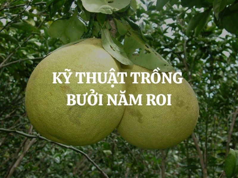 Kỹ thuật trồng bưởi năm roi đúng chuẩn giúp trái to, ngọt, năng suất cao