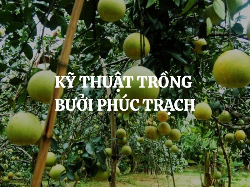 Kỹ thuật trồng bưởi Phúc Trạch đạt năng suất cao, quả ngon ổn định