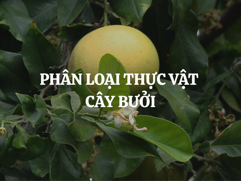 Phân loại thực vật cây bưởi và những đặc điểm sinh học nổi bật