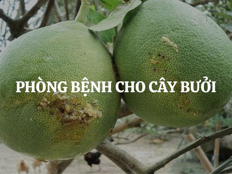 Phòng bệnh cho cây bưởi hiệu quả, giúp cây khỏe mạnh, sai quả