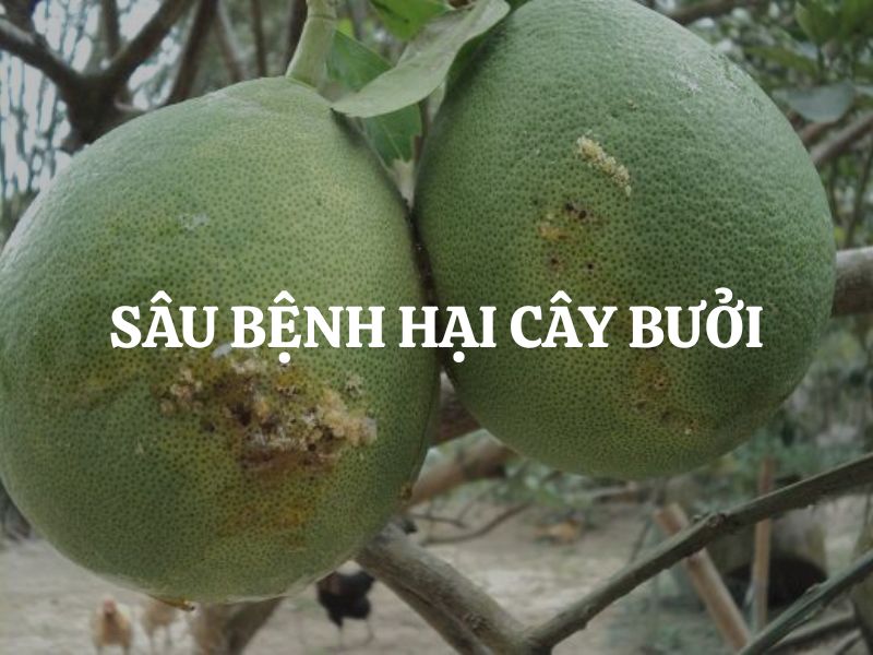 Sâu bệnh hại cây bưởi: Nhận biết sớm và phòng trừ hiệu quả cho năng suất cao