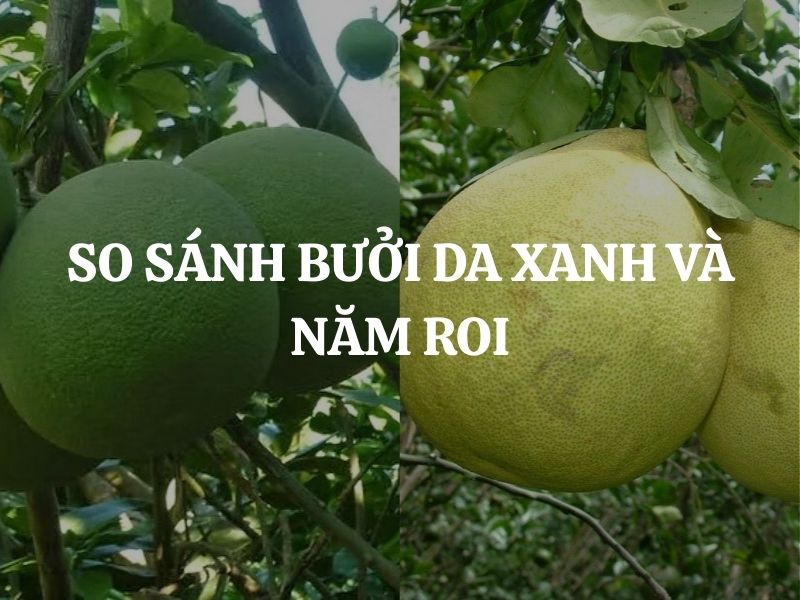 So sánh giống bưởi da xanh và năm roi chi tiết, dễ phân biệt