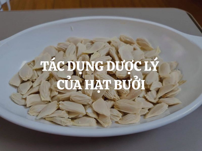 Tác dụng dược lý của hạt bưởi và giá trị ứng dụng trong đời sống Tác dụng dược lý của hạt bưởi và giá trị ứng dụng trong đời sống