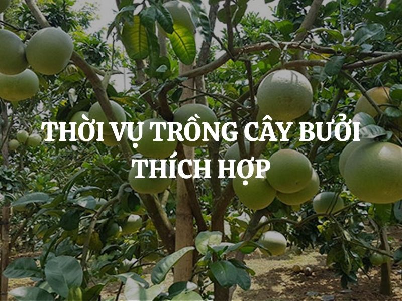 Thời vụ trồng cây bưởi thích hợp giúp cây khỏe mạnh, sai trái
