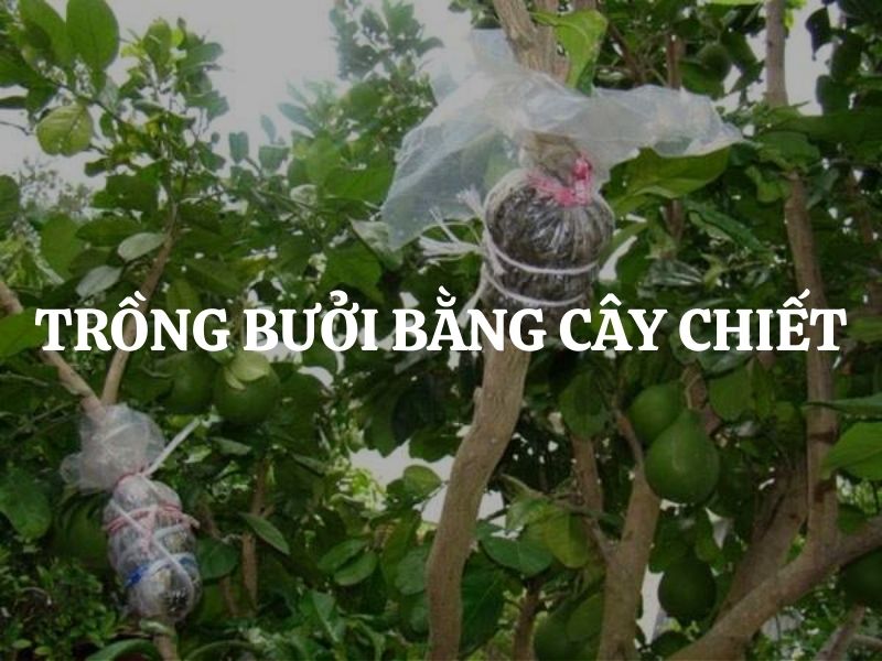 Trồng bưởi bằng cây chiết đúng kỹ thuật cho năng suất cao, trái ngon