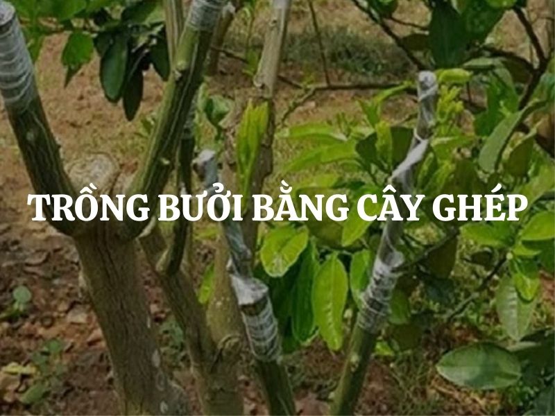 Trồng bưởi bằng cây ghép cho năng suất cao, ổn định lâu dài