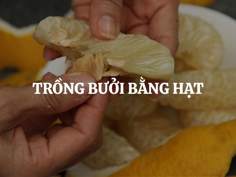 Trồng bưởi bằng hạt đúng kỹ thuật cho cây khỏe, trái ngon bền vững