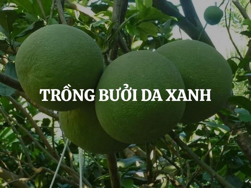 Trồng bưởi da xanh đúng kỹ thuật giúp cây khỏe, trái to, năng suất cao